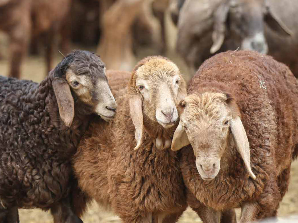 sohle 3mm-filz-einlegesohlen-dunkelgrau #farbe_dunkelgrau