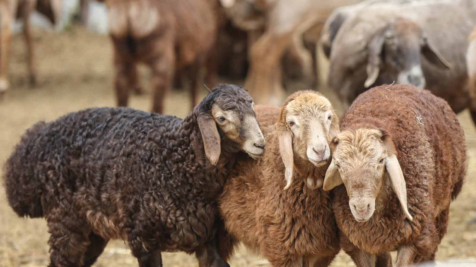 sohle 5mm-filz-einlegesohlen-grasgruen #farbe_grasgruen