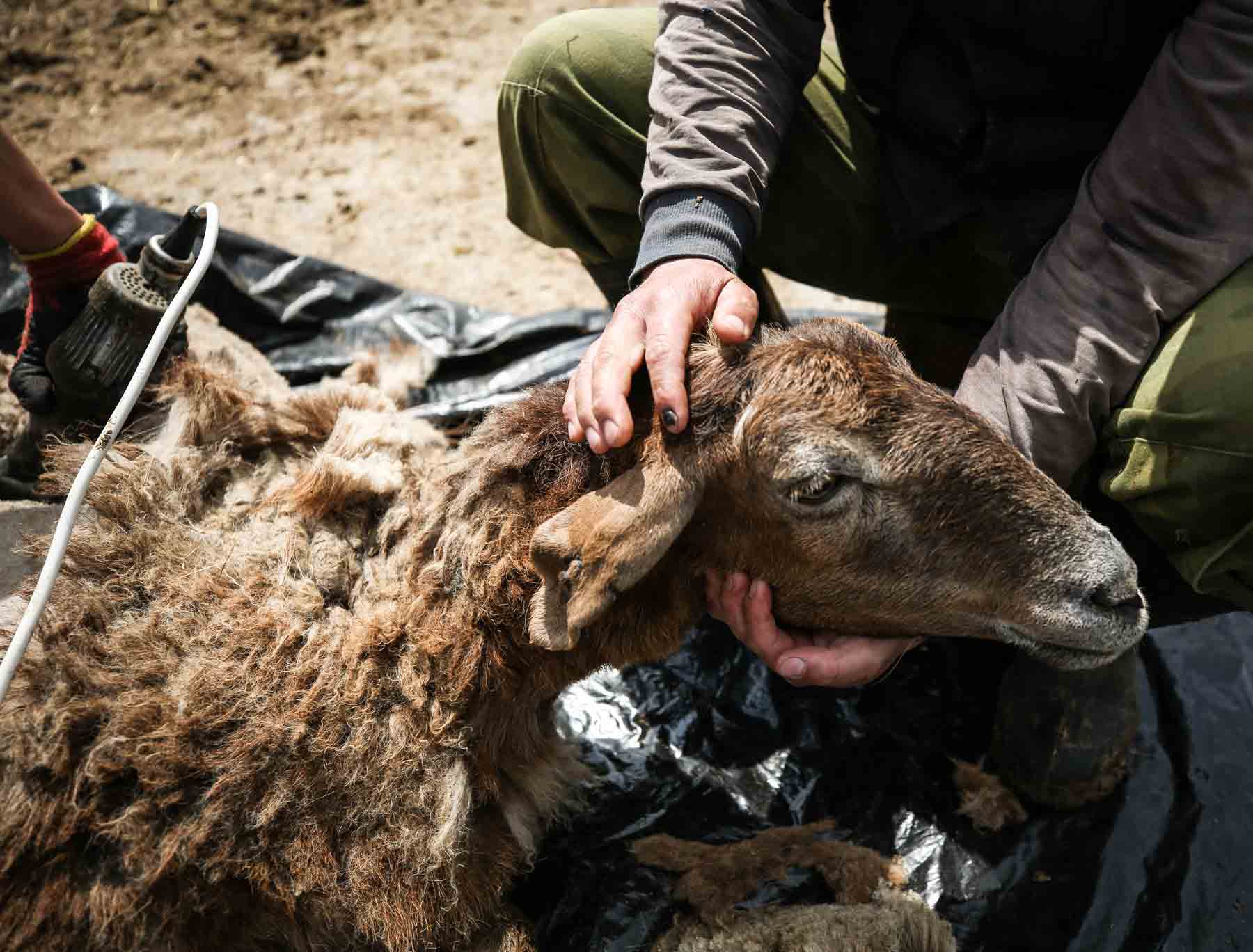 7 5mm-filz-einlegesohlen-beige #farbe_beige