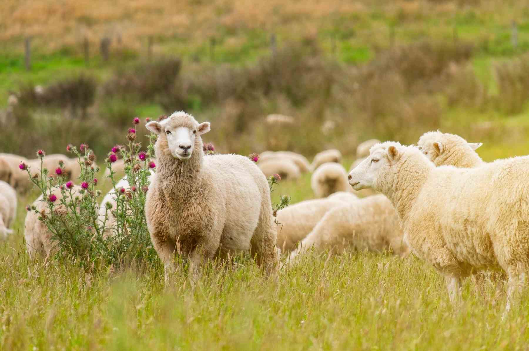 Wie nachhaltig ist Wolle wirklich?